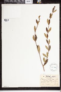 Image of Cryptolepis oblongifolia