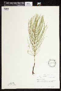 Equisetum arvense image