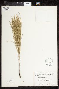 Equisetum arvense image