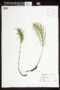 Equisetum arvense image