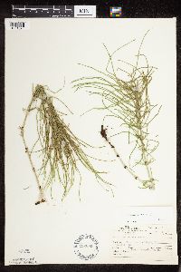 Equisetum arvense image