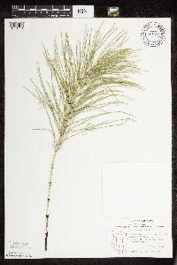 Equisetum arvense image