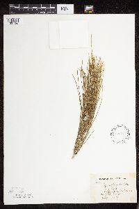 Equisetum arvense image