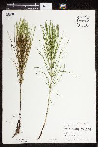 Equisetum arvense image