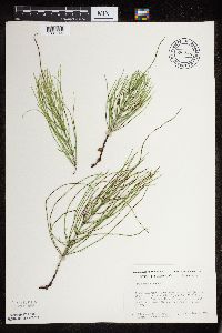 Equisetum arvense image