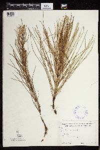 Equisetum arvense image