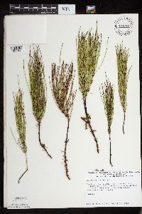 Equisetum arvense image