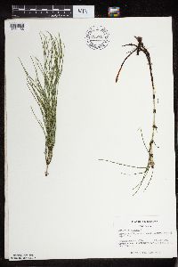 Equisetum arvense image