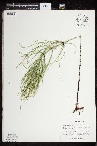 Equisetum arvense image