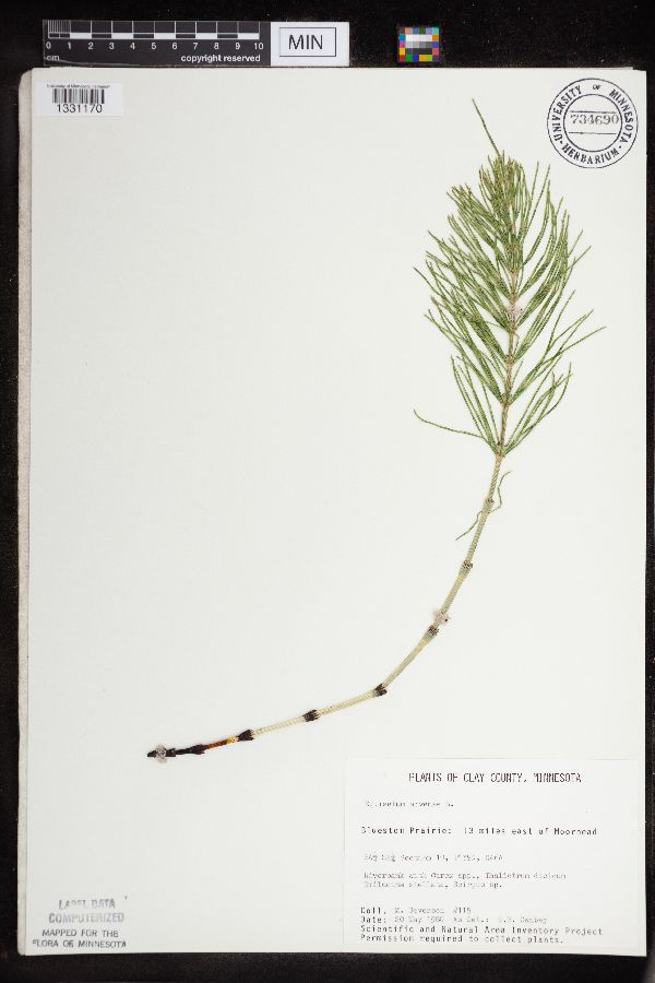 Equisetum arvense image