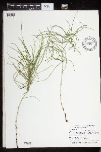 Equisetum arvense image