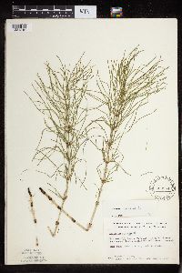 Equisetum arvense image