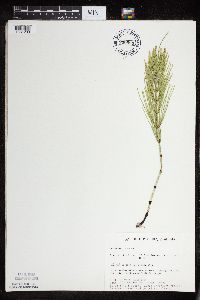 Equisetum arvense image