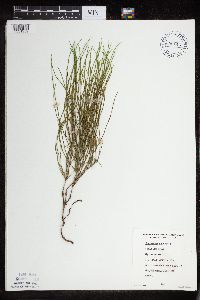 Equisetum arvense image