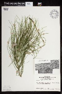 Equisetum arvense image