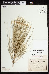 Equisetum arvense image