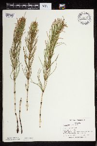 Equisetum arvense image