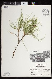 Equisetum arvense image