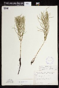 Equisetum arvense image