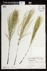 Equisetum arvense image