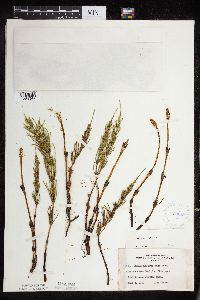 Equisetum arvense image