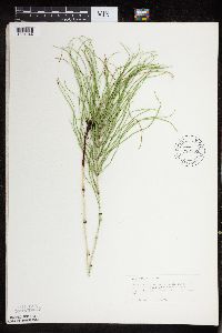 Equisetum arvense image