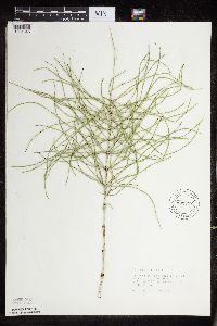 Equisetum arvense image