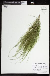 Equisetum arvense image