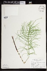 Equisetum arvense image