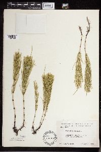 Equisetum arvense image