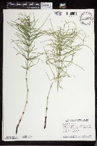 Equisetum arvense image