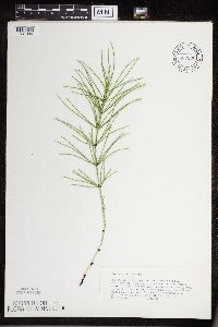 Equisetum arvense image