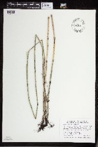 Equisetum x ferrissii image