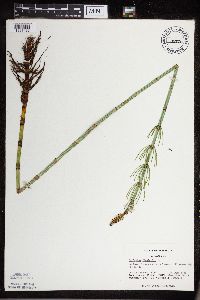 Equisetum fluviatile image
