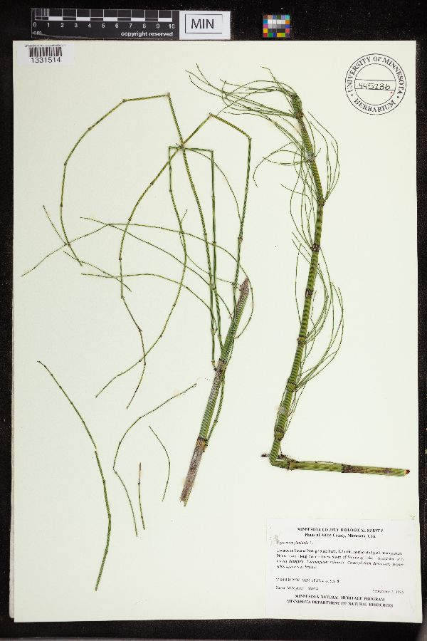 Equisetum fluviatile image