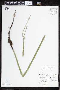 Equisetum hyemale image