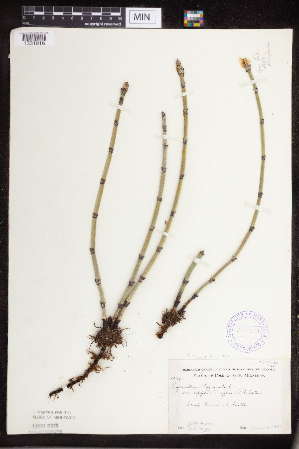 Equisetum hyemale subsp. affine image