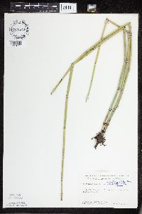 Equisetum hyemale image