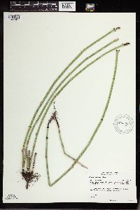 Equisetum laevigatum image