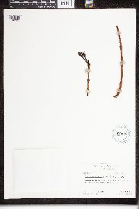 Cryptostegia grandiflora image