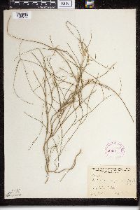 Vincetoxicum scoparium image