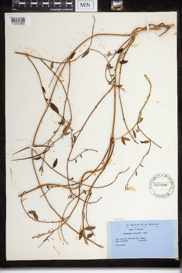 Cynanchum fawcettii image