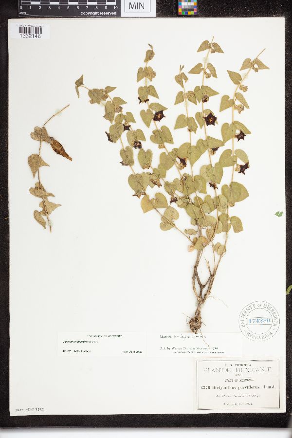 Dictyanthus parviflorus image