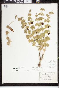 Dictyanthus parviflorus image