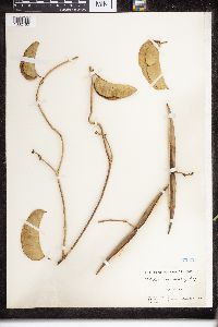 Echites umbellatus image