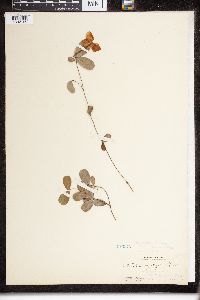 Mesechites roseus image