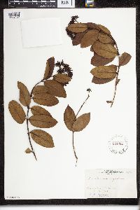 Forsteronia corymbosa image