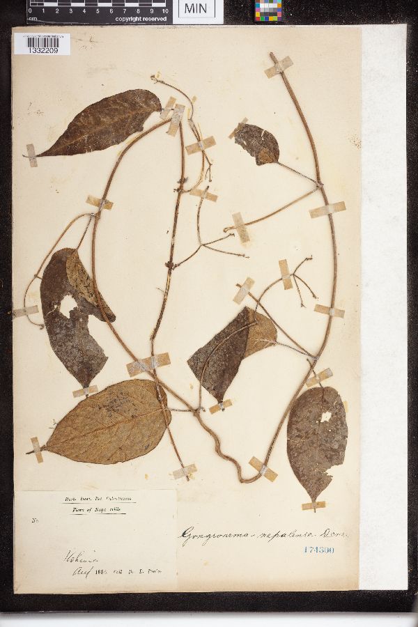 Gongronema nepalense image