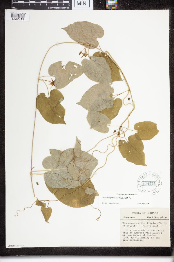 Gonolobus gonocarpos image