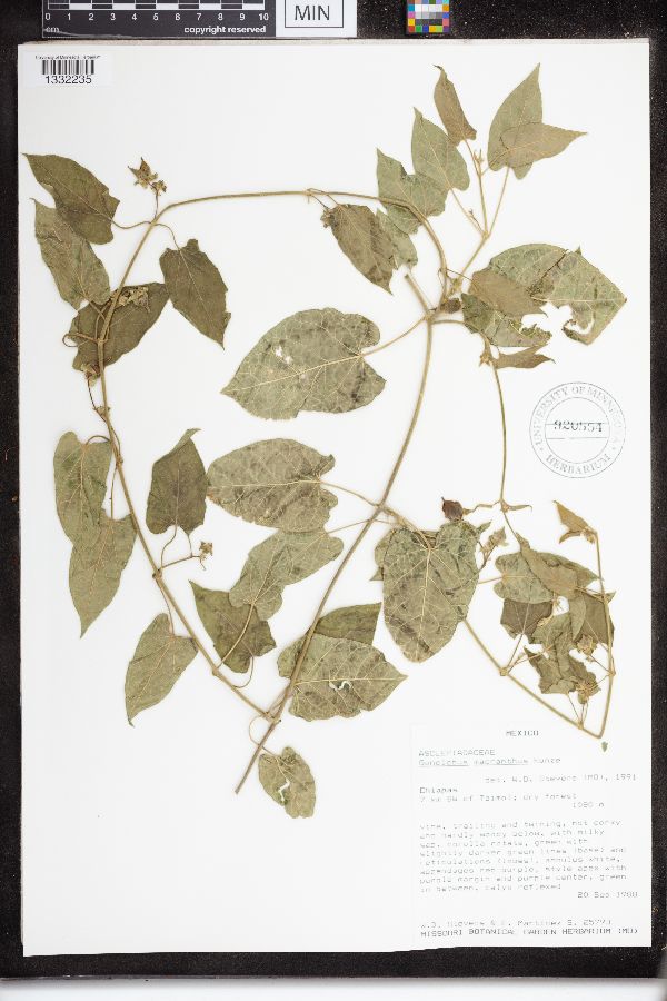 Gonolobus macranthus image